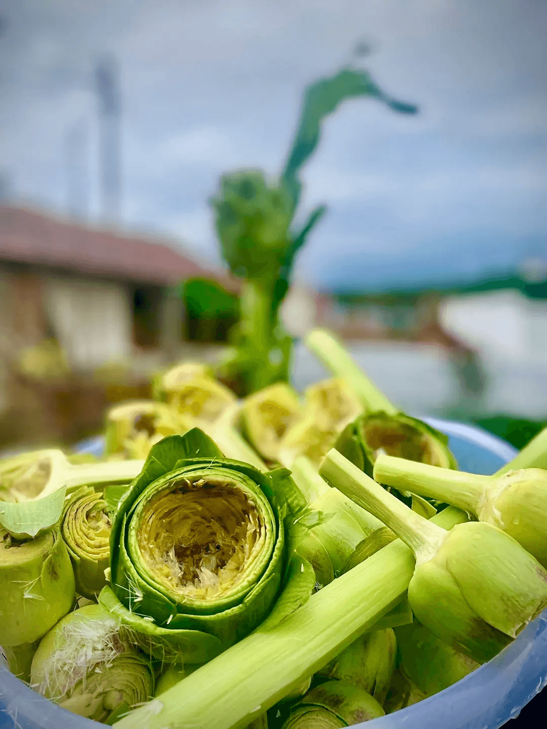 20 Adet Yarma Bebek + 20 Adet Dolmalık