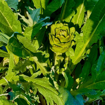 Dalından Kalp Enginar