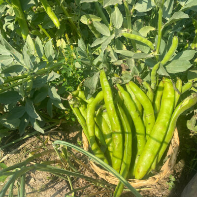 1 Kg Ayıklanmamış İç Kabuklu Bakla