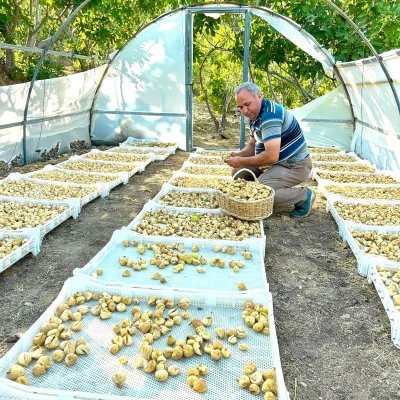 Karışık Dağ İnciri