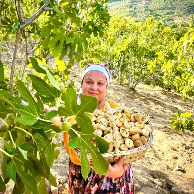 Çatlak Dağ İnciri